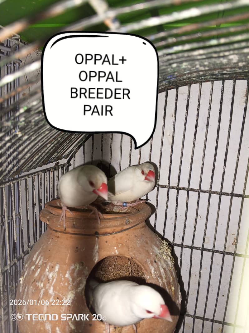 JAVA BREEDER PAIRS 7