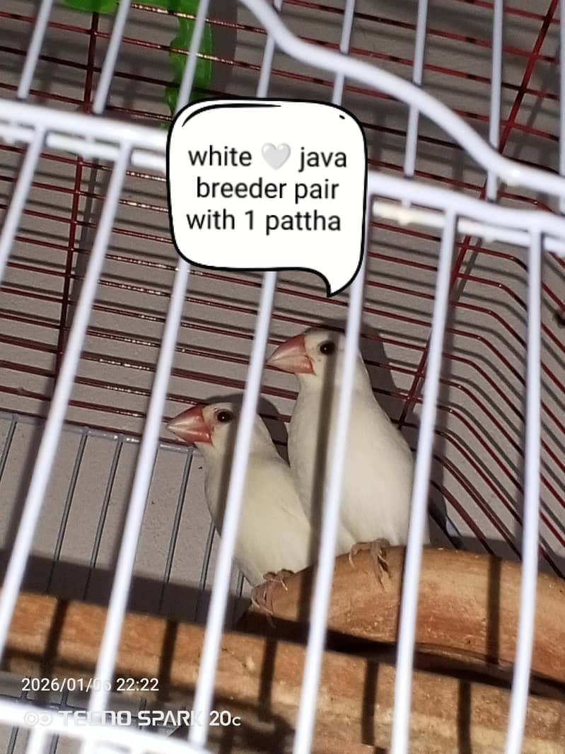 JAVA BREEDER PAIRS 8