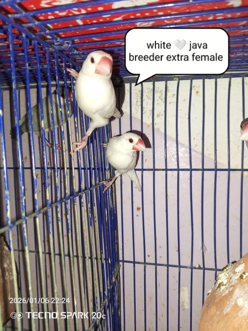 JAVA BREEDER PAIRS 9