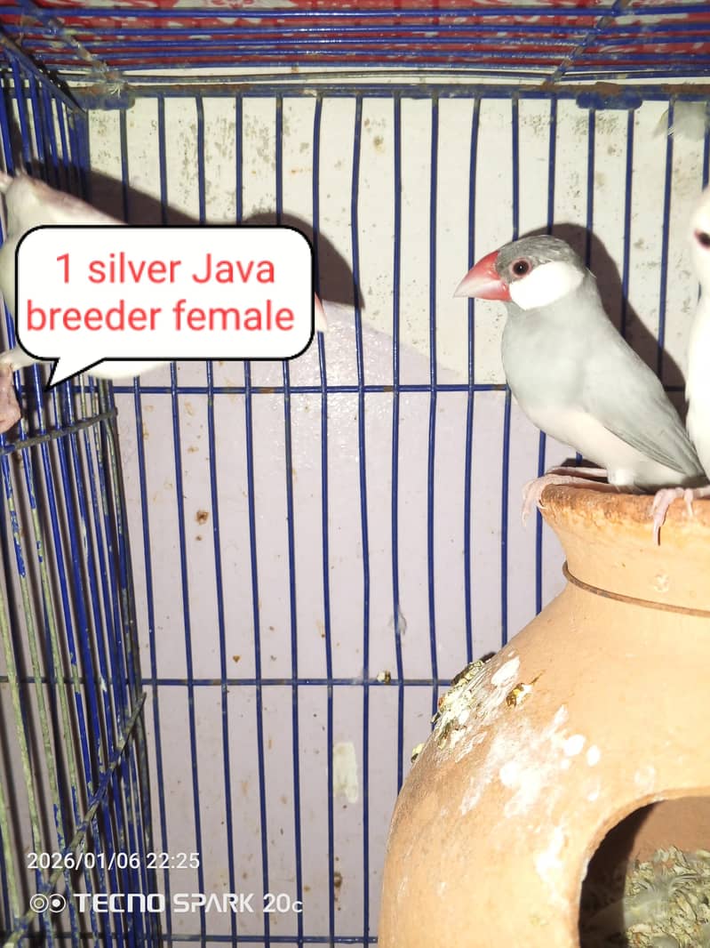 JAVA BREEDER PAIRS 10
