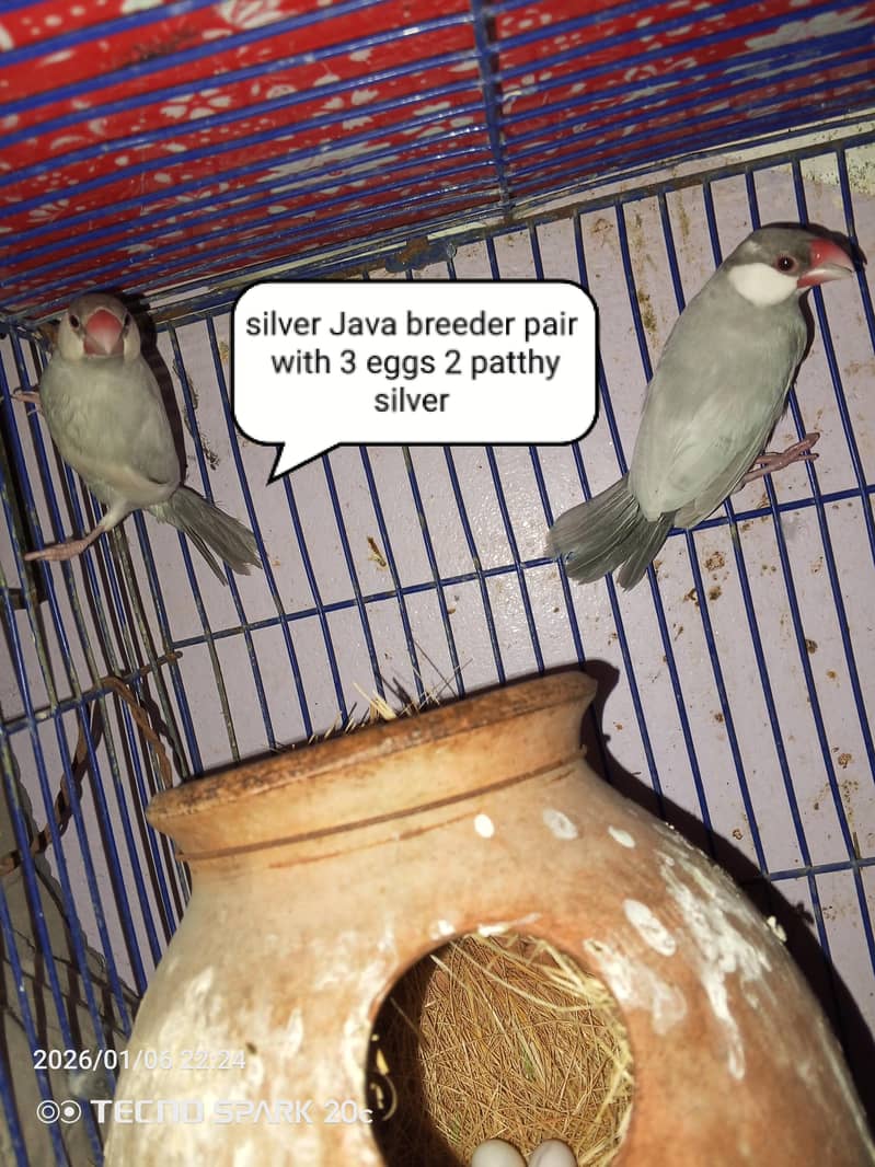 JAVA BREEDER PAIRS 11