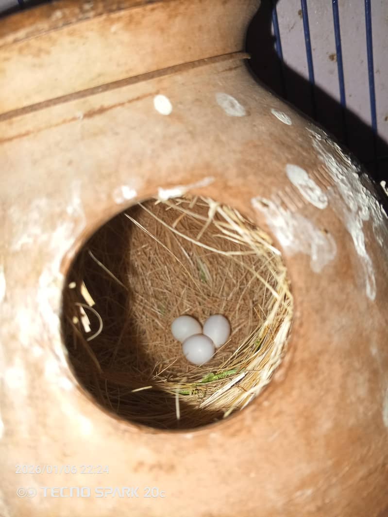 JAVA BREEDER PAIRS 13