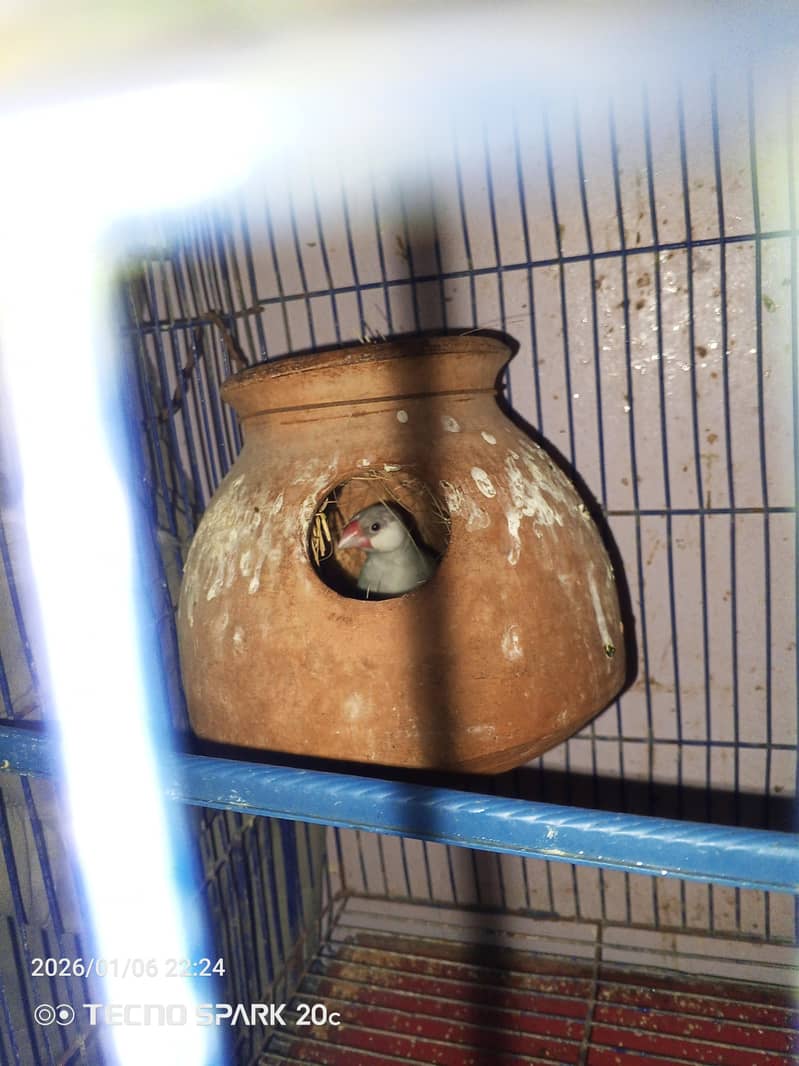 JAVA BREEDER PAIRS 14