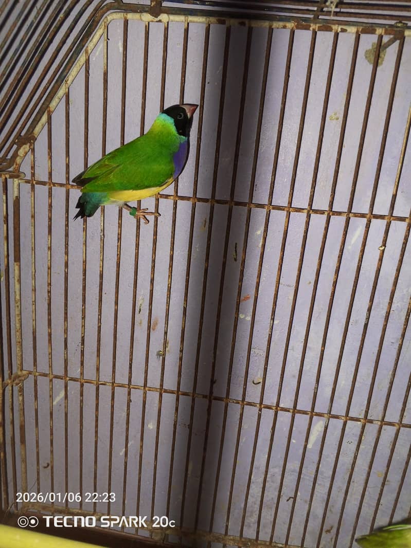 JAVA BREEDER PAIRS 15