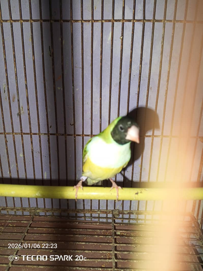 JAVA BREEDER PAIRS 17