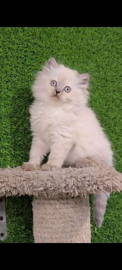 Persian cat vaccinated triple coted and littler ternd