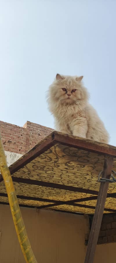 Mashallah so beautiful Cat Patty