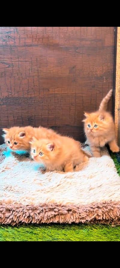 Persian cat ka pair brown color vaccinated healthy active