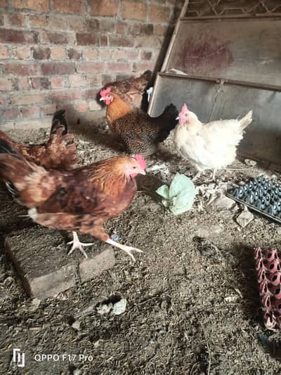 golden misri starter hens