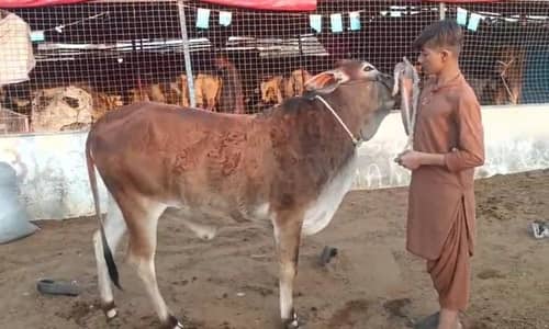 Bachiya for Qurbani 2026-2027