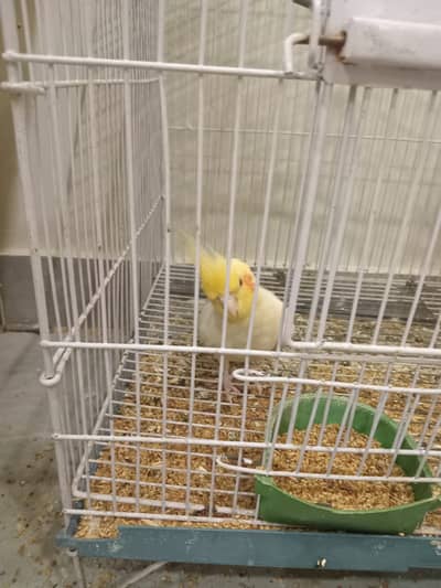 HANDTAMED COCKATIELS+CAGE+2 CERAMIC BULB+TEMP CONTROLLERS