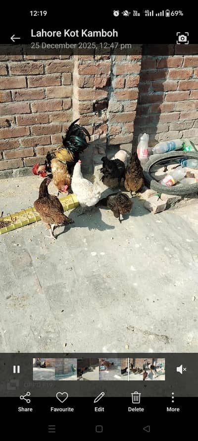 Desi misri egg laying hens