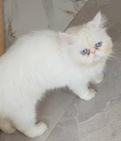 Persian Female Cat Blue Eyes