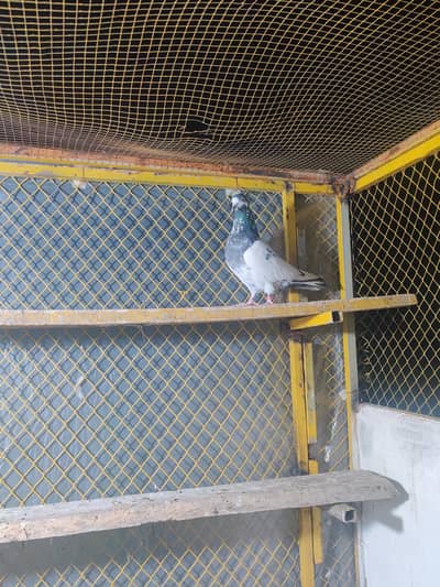 aliwalay pure blood  |kabootar | white | کبوتر |  For sale