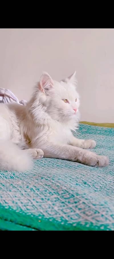 Persian cat. for sale