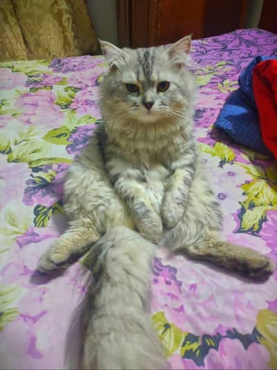 Triple coated Male cat for sale