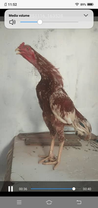 Aseel patha availablepic main chota lagta h 3kg+ weight .