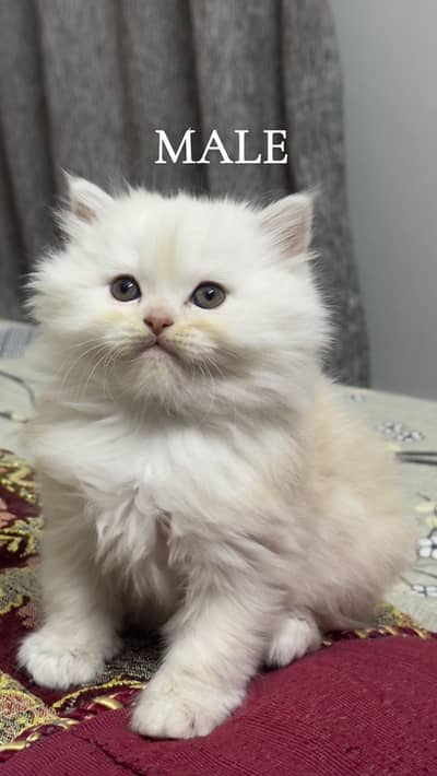 Persian kittens  for sale