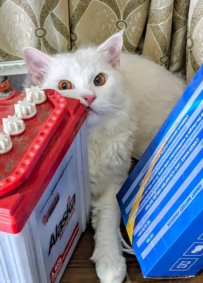Persian Male Cat for Adoption