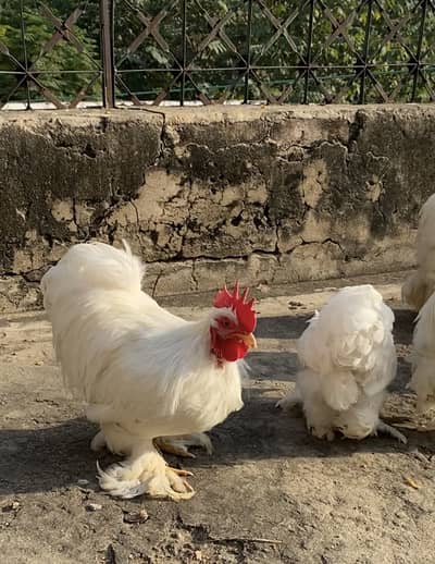 White bantam (vaccinated)