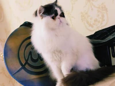 peki/paki/piki adult and confirm breeder male and female cats.