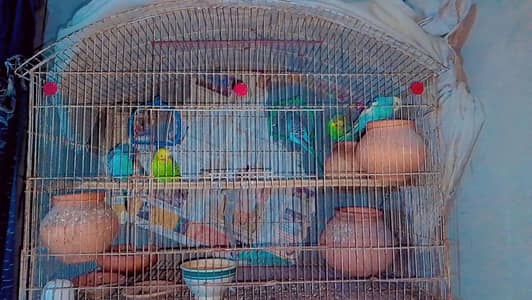 Australian Parrots with Cage  2 Male and 3 Female