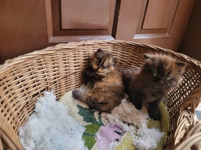 persion tripal cot healthy and active kittens available