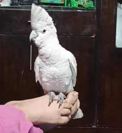 Ducrops cockatoo and lovebird