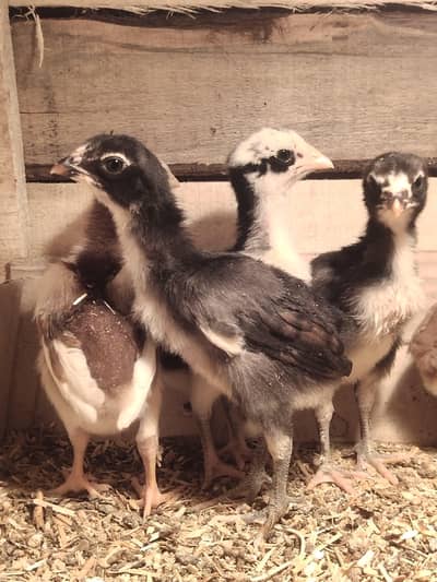 Aseel chicks thai +Pakistani quality wise chicks less price