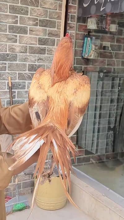 top quality miawali java or top quality peela murga