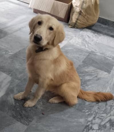 Pedigree Golden Retriever American. 03368584990