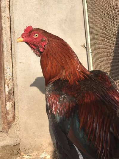 aseel original bread