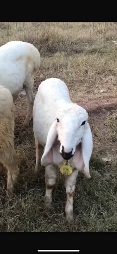 Male Sheep Pair For sale (Chatra)