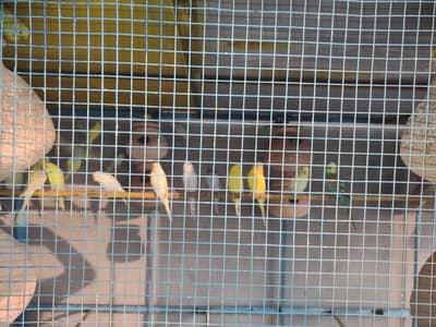 all setup of austellian lovebird cocktail java pineapple cnore forsale