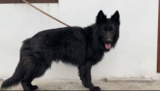 Germen shepherd puppy