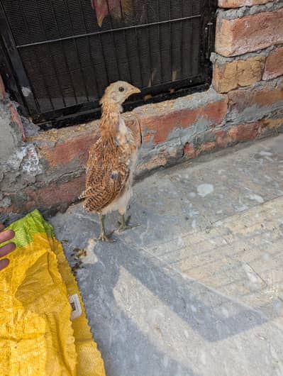 Male chicks  0/3/2/0/44/77/163