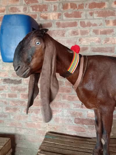 pure desi nagra bakri age 8 dant