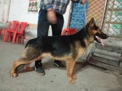 German shepherd  male