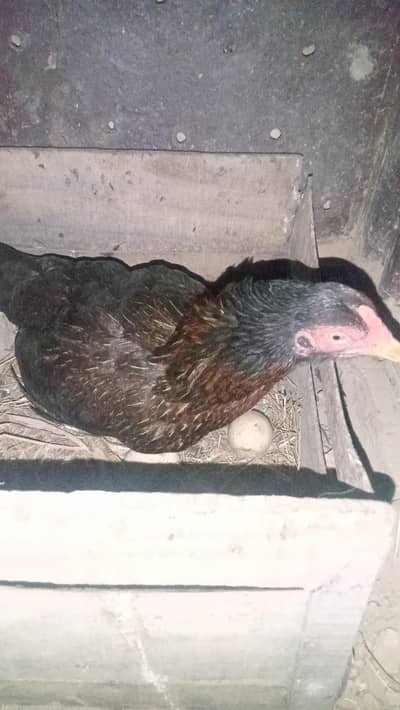 krukkruk  Madi and pure mianwali marathi patha available