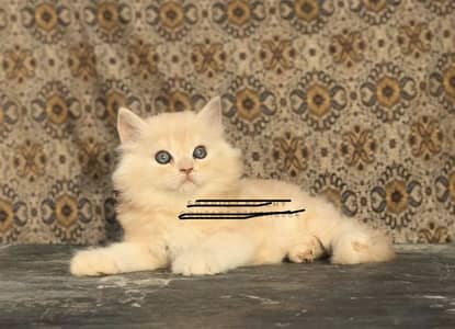 Triple Coat Persian Kitten