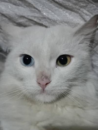 cute cat blue and brown eyes exchange with parit.