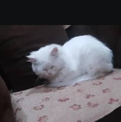 Persian cat on heat for sale