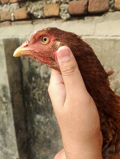 aseel  for sale 03147322389