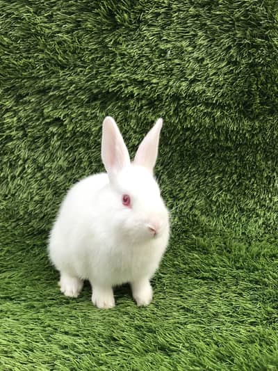 Desi breed 2 months baby bunny