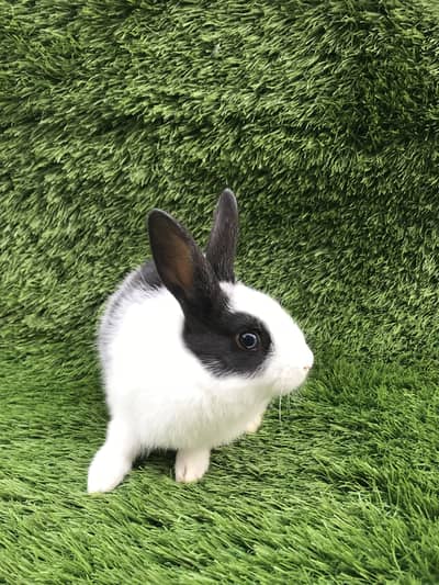 Desi breed 3 months baby bunny