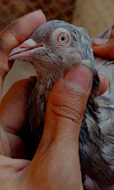 pure indian lakhi female kis bhai ko jahiya rabta nmbr 03136570817