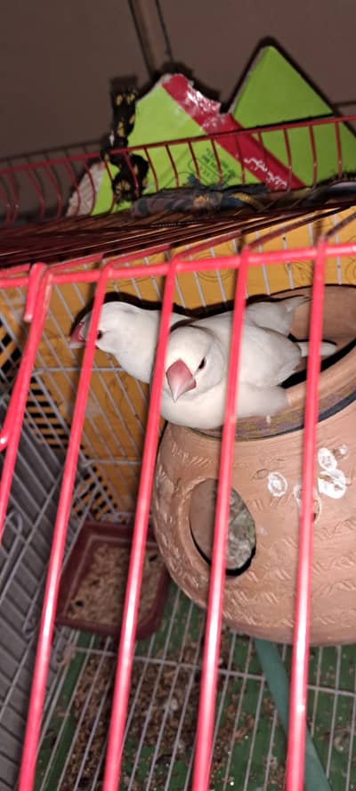 white java breeder pair