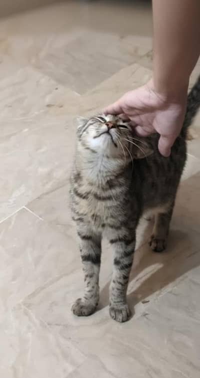 Oreo is a playful, lovely foodie and calm kitten