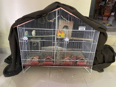 Birds with Cage For Sale