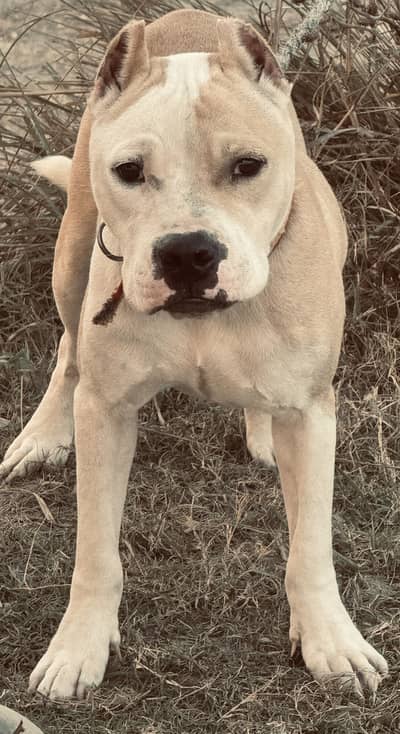 Top BloodLine Pitbull Male 1 Year young